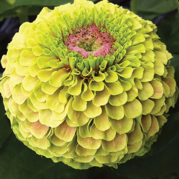 zinnia - queen lime