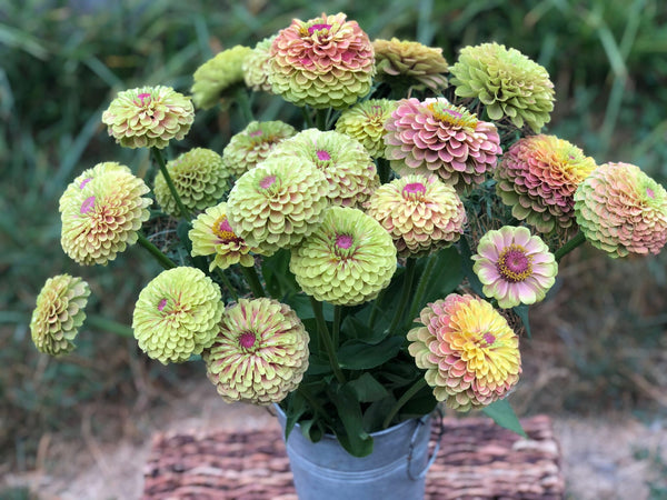 zinnia - queen lime