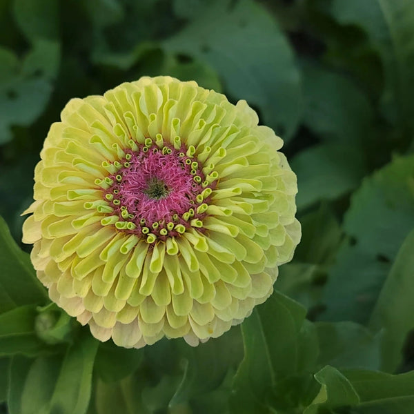 zinnia - queen lime