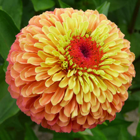 zinnia - queen orange