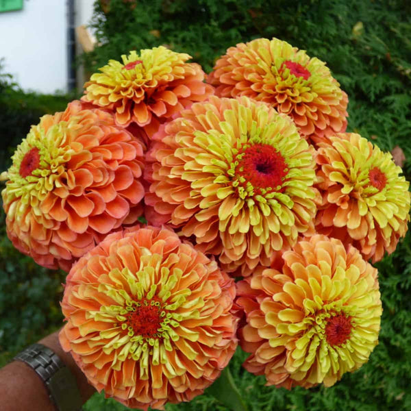 zinnia - queen orange