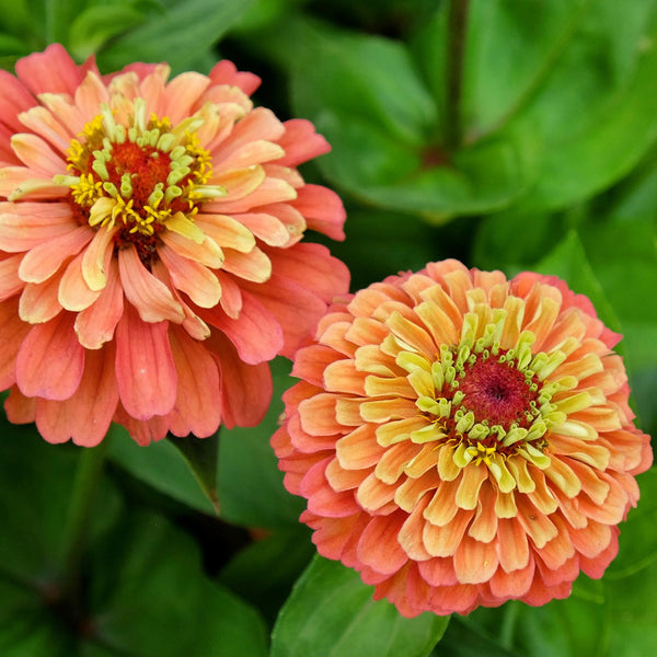 zinnia - queen orange