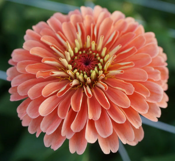 zinnia - salmon queen