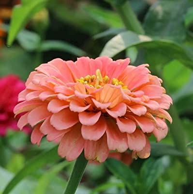 zinnia - peachy keen