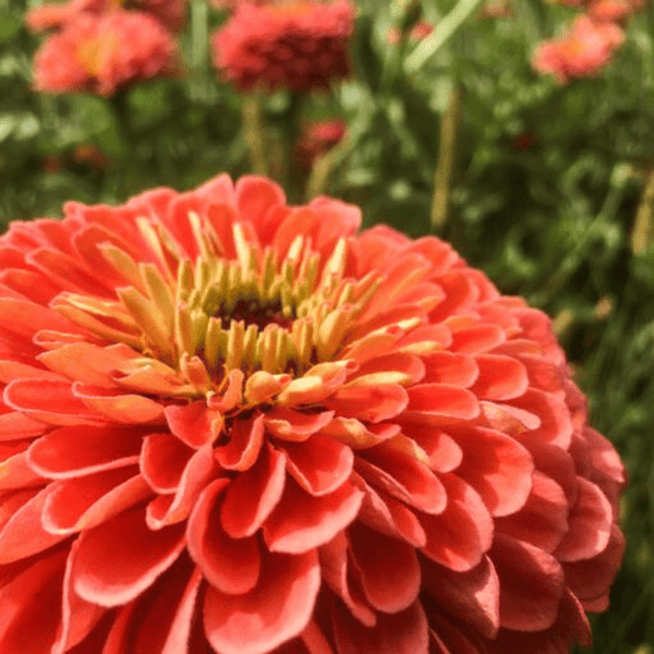 zinnia - salmon queen