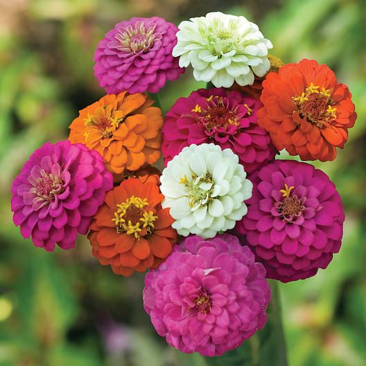 zinnia - thumbelina