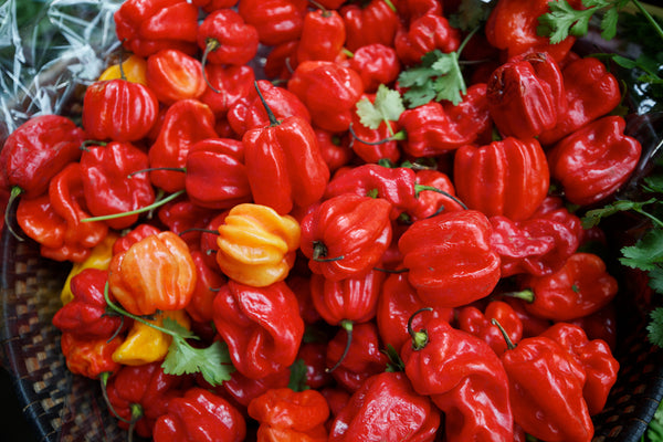 pepper - scotch bonnet