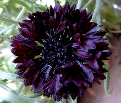 centaurea - black button