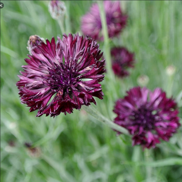 centaurea - black button