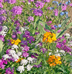 wildflower - partial shade