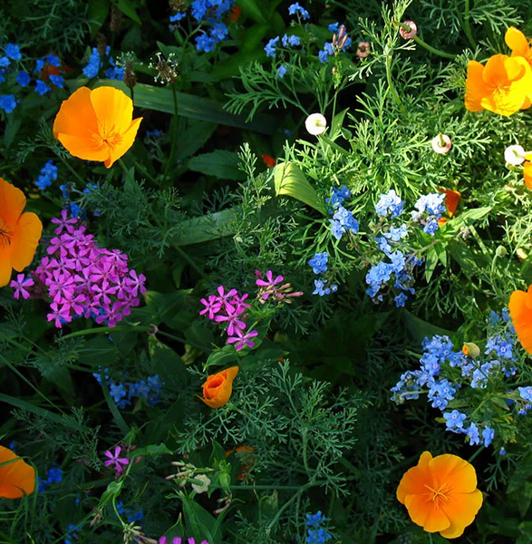 wildflower - partial shade