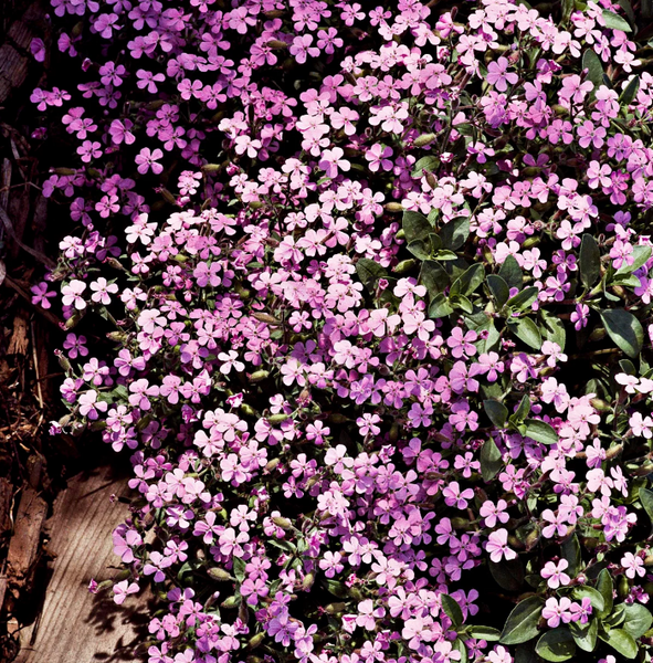soapwort