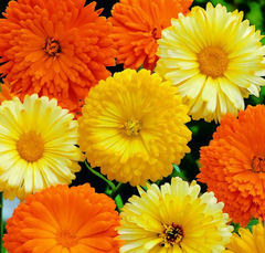 calendula 'pacific beauty'