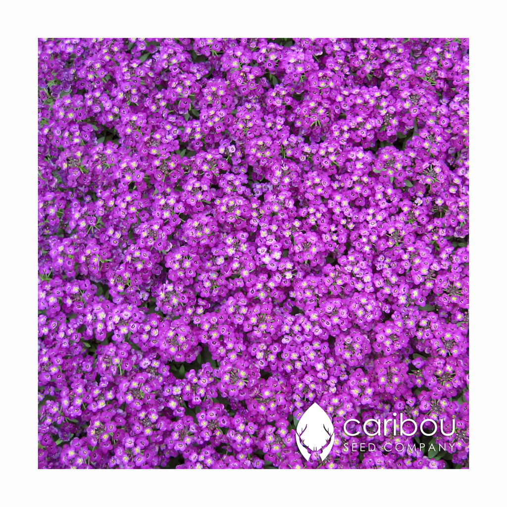 purple sweet alyssum - Caribou Seed Company