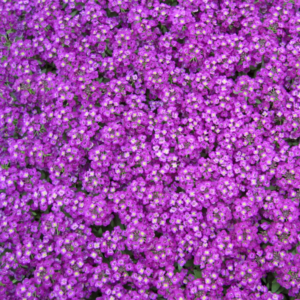 purple passion