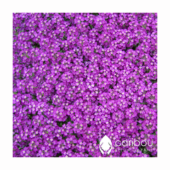 purple sweet alyssum