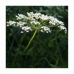 anise