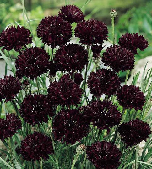 centaurea - black button