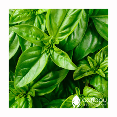 genovese basil