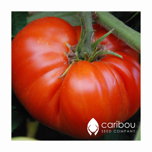 tomato - beefsteak - Caribou Seed Company