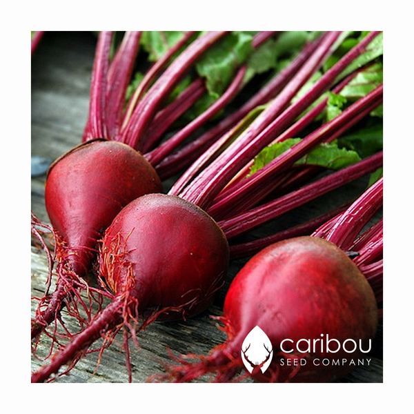 beet - Caribou Seed Company