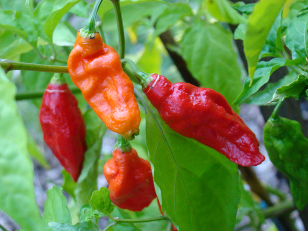hot & spicy pepper kit