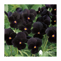 viola - back to black