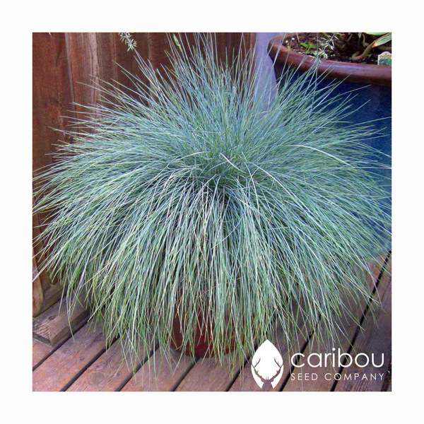 grass - blue fescue