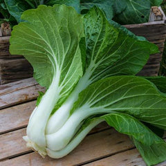 asian - bopak pak choi