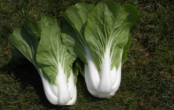 asian - bopak pak choi