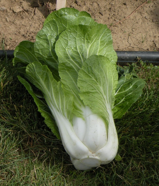 asian - bopak pak choi