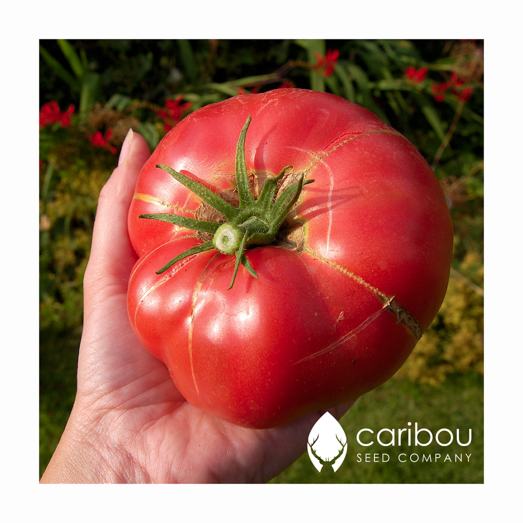 tomato - brandywine - Caribou Seed Company