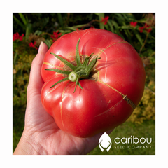 tomato - brandywine