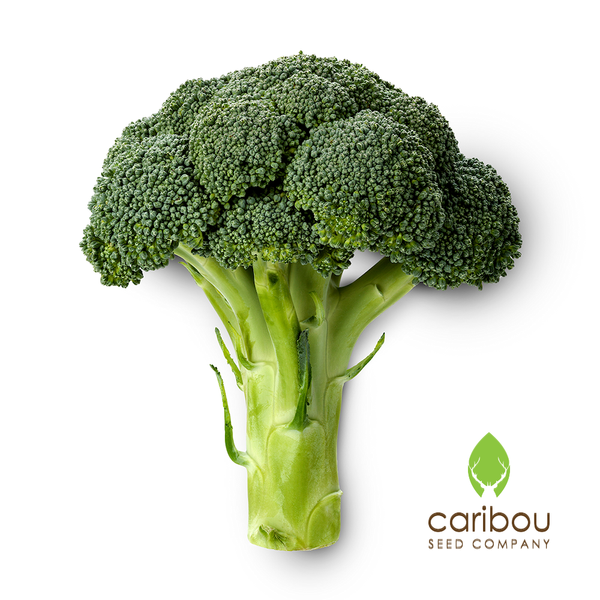 broccoli - Caribou Seed Company