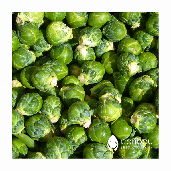 brussel sprouts