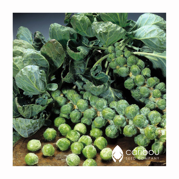 brussel sprouts