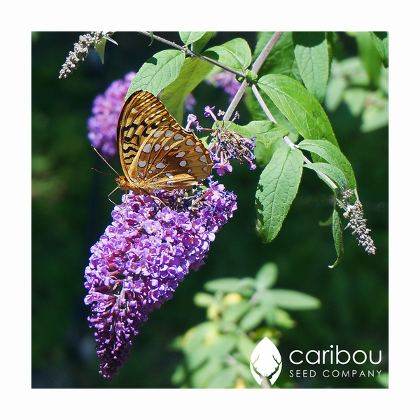 butterfly bush - Caribou Seed Company