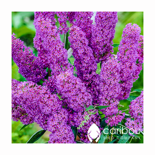 butterfly bush - Caribou Seed Company