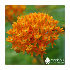 milkweed - butterfly