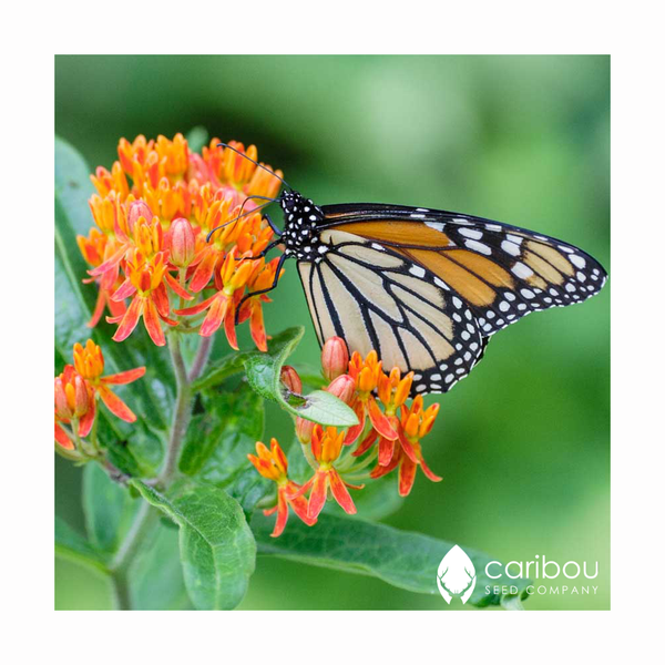 monarch butterfly garden kit - Caribou Seed Company