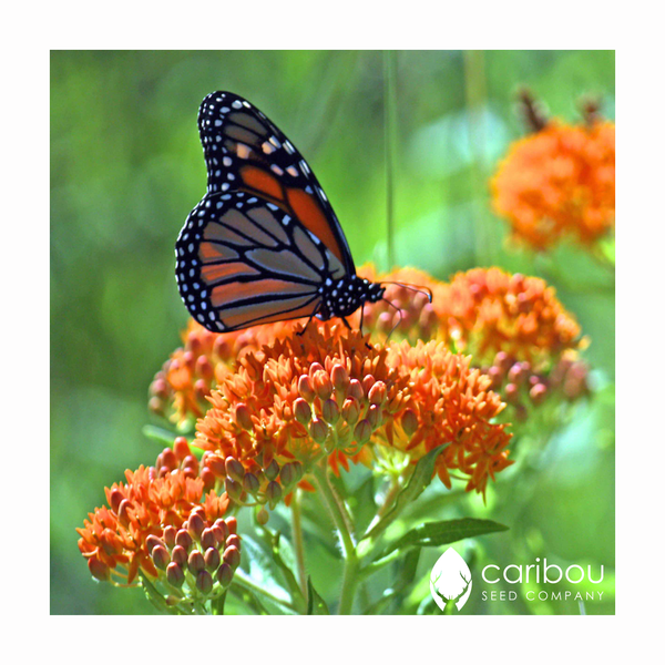 monarch butterfly garden kit - Caribou Seed Company