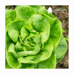 lettuce - butterhead