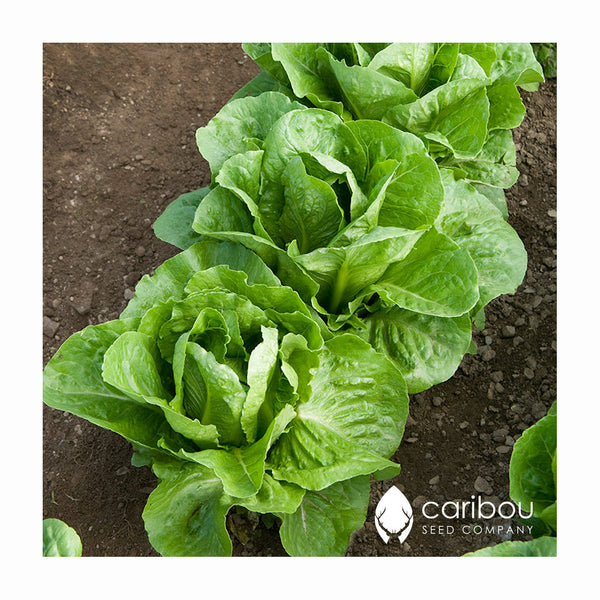 lettuce - butterhead