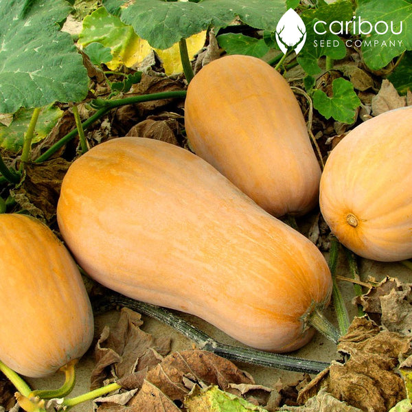 butternut squash - Caribou Seed Company