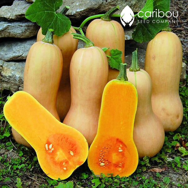 butternut squash - Caribou Seed Company