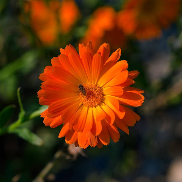 calendula 'balls orange'