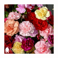 carnation - chabaud mix