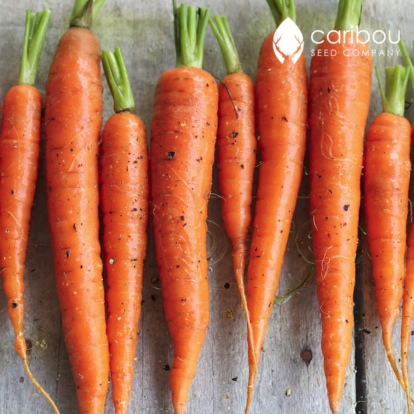 carrot - Caribou Seed Company