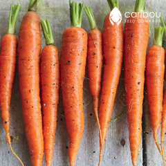 carrot
