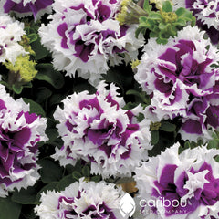 cascade petunia - purple pirouette